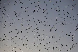 Flock of birds in the summer evening sky, Germany