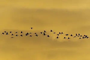 Category Wildlife DE Prints: Flock of birds at sunset, calm atmosphere