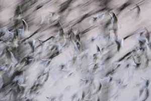 Flock of Black-headed Gulls (Chroicocephalus ridibundus)
