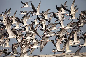 Flock of black skimmer terns Rynchops niger on the beach at Clam Pass in Naples
