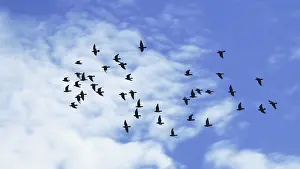 Flock of city pigeons (Columba livia forma domestica)