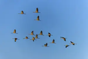 Flock of cranes in the blue sky