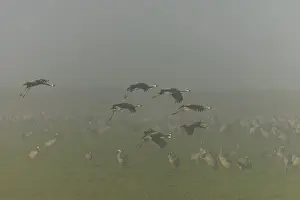 Flock of cranes flying over a foggy meadow