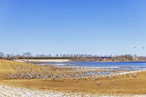 Flock of Cranes (Grus grus) as Migratory birds resting at lake Hornborga in the early spring