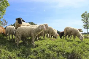 Flock of domestic sheep (Ovis sp)