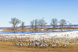 Flock of Eurasian crane (Grus grus)