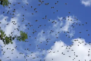 Flock of European starlings (Sturnus vulgaris)