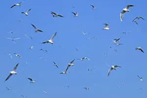 Flock of feasting gulls