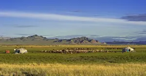 Flock of goats (capra) and yurts of nomads with mountains in the back
