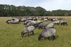 Flock of Heidschnucke moorland sheep near Wilsede