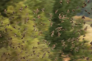 Flock of migrating Starlngs (Sturnidae) in flight