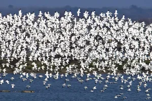 Flock of Pied avocets (Recurvirostra avosetta)