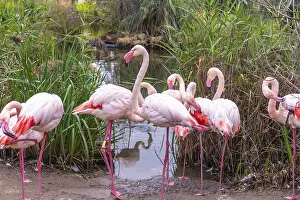 Flock of pink flamingos standing by the edge of a pond