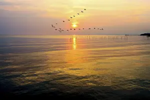 Category Wildlife DE Prints: Flock of seagulls bird flying in a line through the bright yellow sun on golden light sky