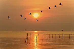 Category Wildlife DE Prints: Flock of seagulls bird flying in a line through the bright yellow sun on orange light sky