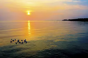 Category Wildlife DE Prints: Flock of seagulls birds floating in the sea