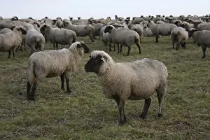 Flock of sheep