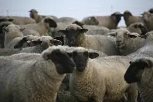 Flock of sheep