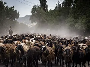 Flock of sheep, Arslanbob, Kyrgyzstan, Asia