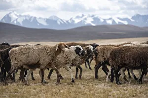 Flock of sheep, brown sheep, Tian Shan
