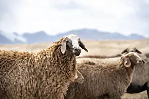 Flock of sheep, brown sheep, Tian Shan