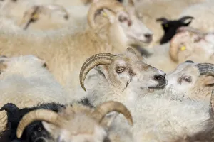 Flock of sheep, crowded in a pen