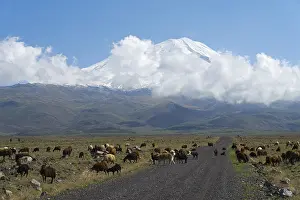 A flock of sheep grazing in front of a cloudy mountain on a plain near Cevirme