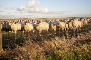 Flock of sheep grazing on drained marshland fields at Gedgrave