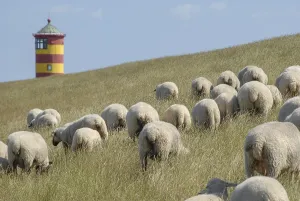 A flock of sheep grazing on a grassy hill with a red and yellow lighthouse in the background