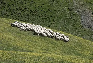 Flock of sheep grazing on hillside in Tuscany