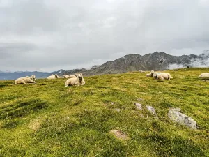 Framed Print : Flock of sheep in the high mountains on Hohe Mut Alm in the Otztal Alps