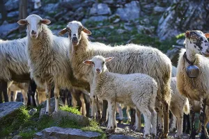 A flock of sheep including a lamb is standing on a rocky ground