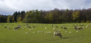 Flock of sheep with lambs on the Swabian Alb near St