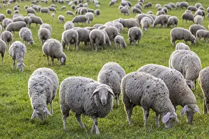 Flock of sheep, Landscape on the Swabian Alb with sheep