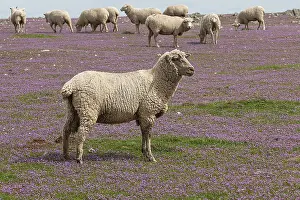 Flock of sheep in Monfrague National Park