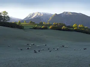 Flock of sheep in the morning dew