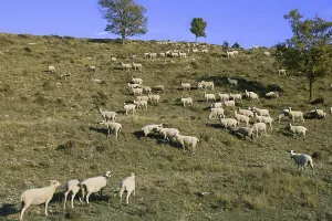 Flock of sheep in mountain side in a sunny day