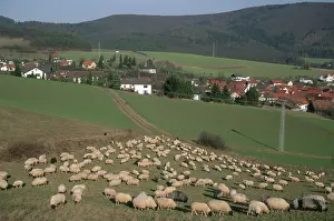 Flock of sheep on pasture, Hesse