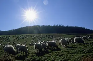 Flock of sheep on pasture, Hesse