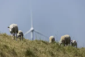 A flock of sheep, sheep, on a dike by the sea in front of a wind turbine for wind energy
