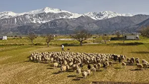 Flock of sheep, shepherd, green meadows
