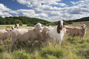 Flock of sheep in the summer, Swabian Jura