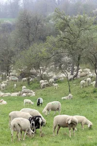 Flock of sheep on the Swabian Alb near Langenau