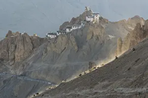 A flock of sheep walking down a slope in the evening light