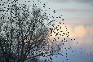 A flock of starlings (Sturnus vulgaris) flying from a tree in front of a colourful sky at sunset