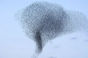 Flock of starlings (Sturnus vulgaris) migrating in winter