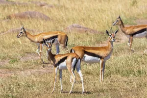 Flock with Thomson's gazelle (Eudorcas thomsonii) on the grass savanna in Africa