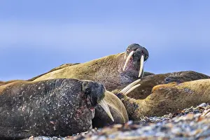 Flock of Walruses (Odobenus rosmarus) resting on a beach in the Arctic