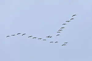 Flock of wild geese, Geltinger Birk nature reserve