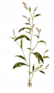 Floh-Knoeterich (Persicaria) maculosa Gray